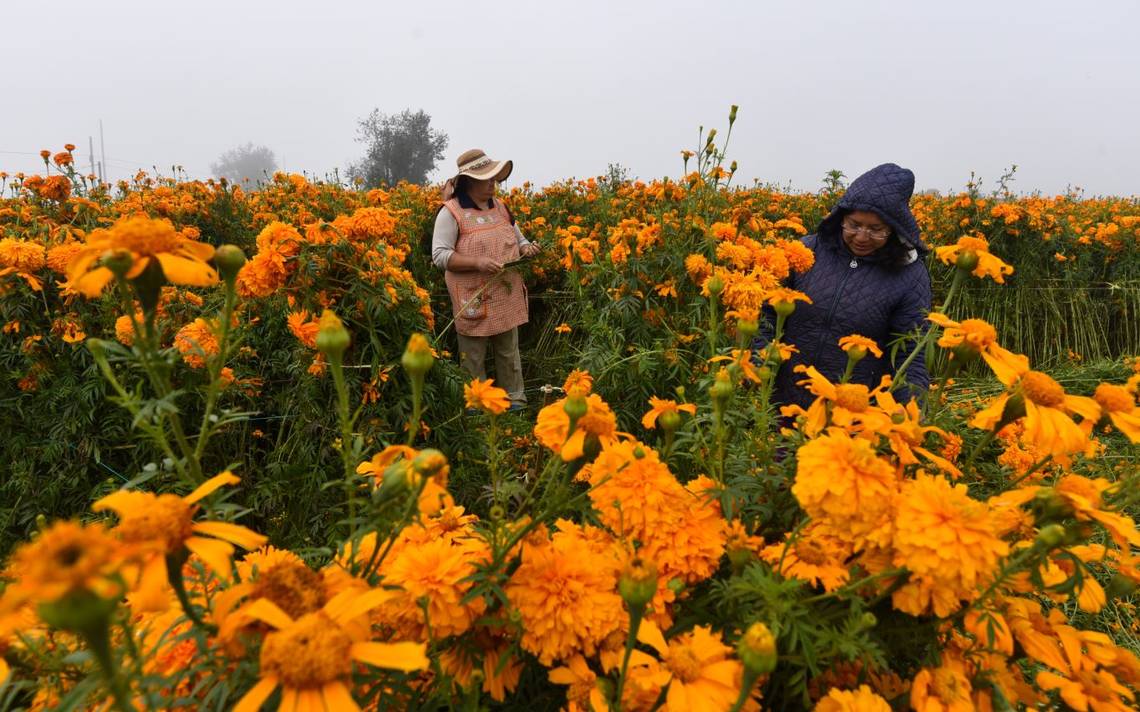 Cuál es el significado de la flor de cempasúchil y qué relación tiene con  el Día de Muertos? - El Sol de Toluca | Noticias Locales, Policiacas, sobre  México, Edomex y el Mundo