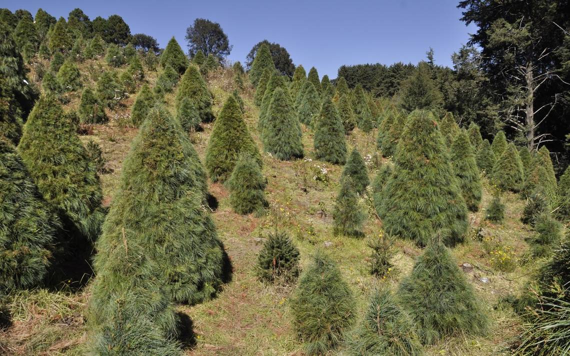 Esperan productores mexiquenses comercializar 500 mil árboles de Navidad  naturales - El Sol de Toluca | Noticias Locales, Policiacas, sobre México,  Edomex y el Mundo