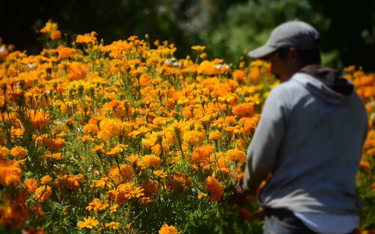 Garantizado abasto de flor para este Día de Muertos - El Sol de Toluca |  Noticias Locales, Policiacas, sobre México, Edomex y el Mundo