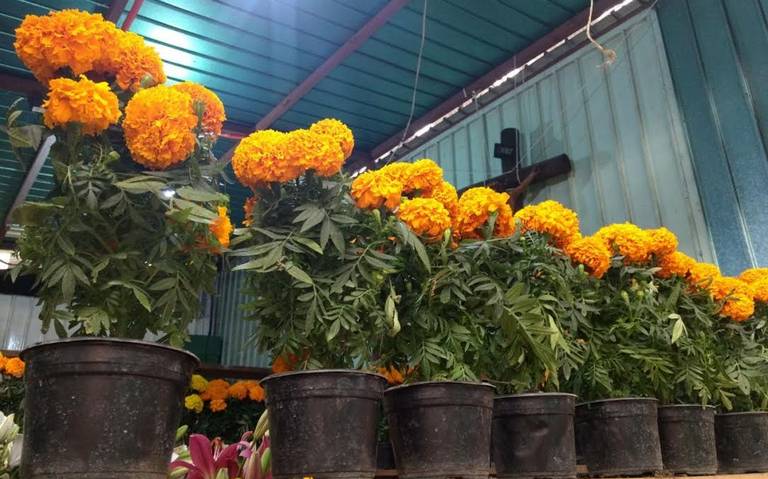 Inicia venta de flor de temporada por Día de Muertos - El Sol de Toluca |  Noticias Locales, Policiacas, sobre México, Edomex y el Mundo
