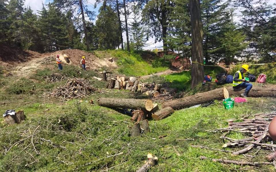 Denuncian tala árboles para construir fraccionamiento en Zinacantepec - El  Sol de Toluca | Noticias Locales, Policiacas, sobre México, Edomex y el  Mundo