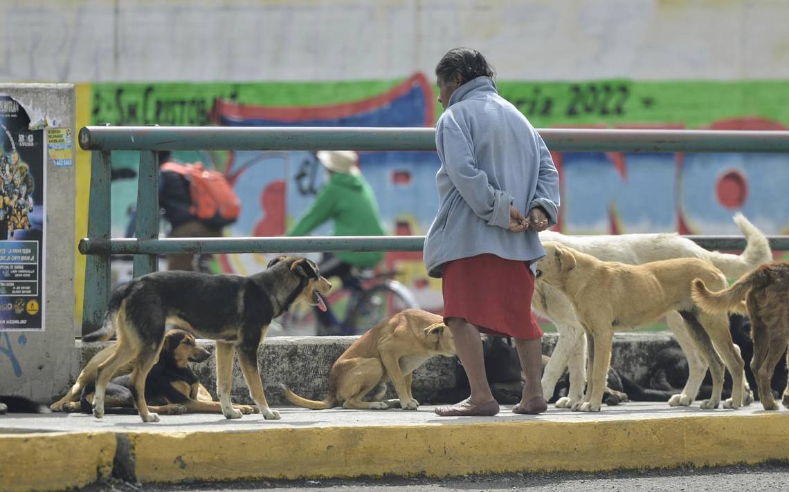 Parque Canino; el lugar idóneo para tus mascotas - El Sol de Toluca