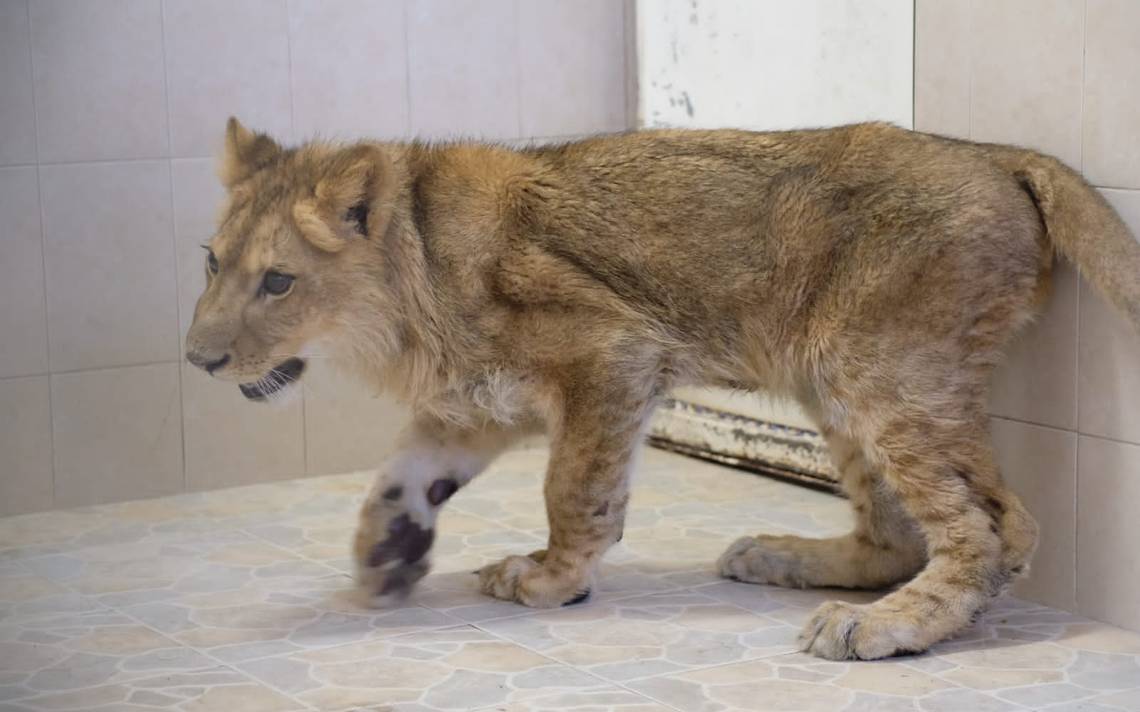 Rescatan a cachorro de león que deambulaba por calles de Ecatepec