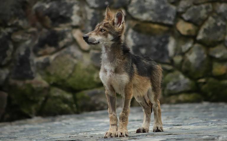 Nacen 2 cachorros de lobo gris mexicano en centro de conservación del  Edomex - El Sol de México | Noticias, Deportes, Gossip, Columnas