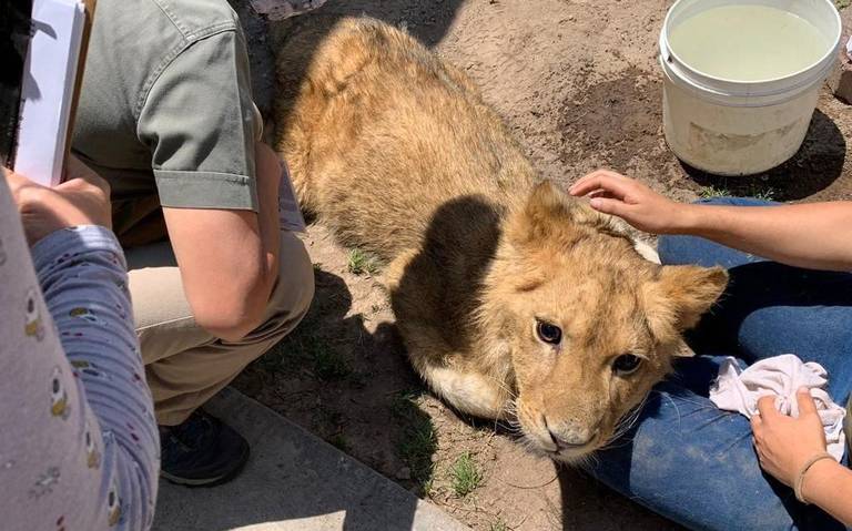 Mejora la salud del cachorro de león encontrado en Ecatepec - El Sol de  Toluca | Noticias Locales, Policiacas, sobre México, Edomex y el Mundo