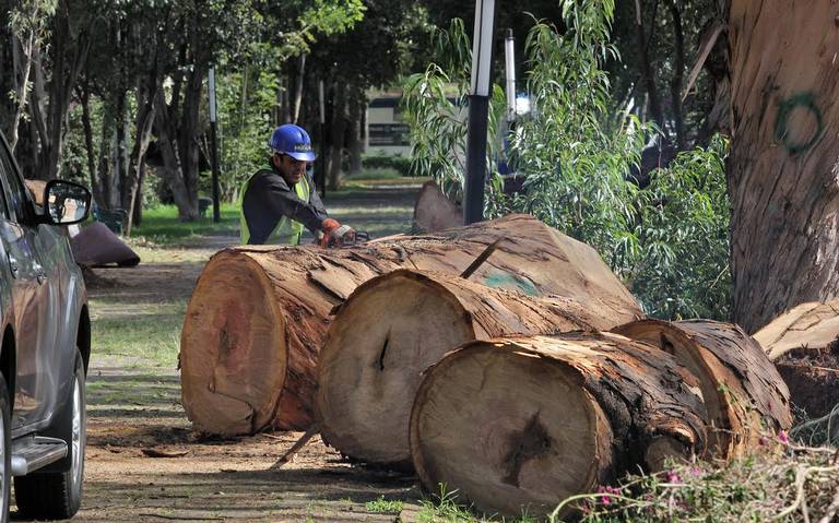 Talan árboles en Naucalpan para prevenir accidentes - El Sol de Toluca |  Noticias Locales, Policiacas, sobre México, Edomex y el Mundo