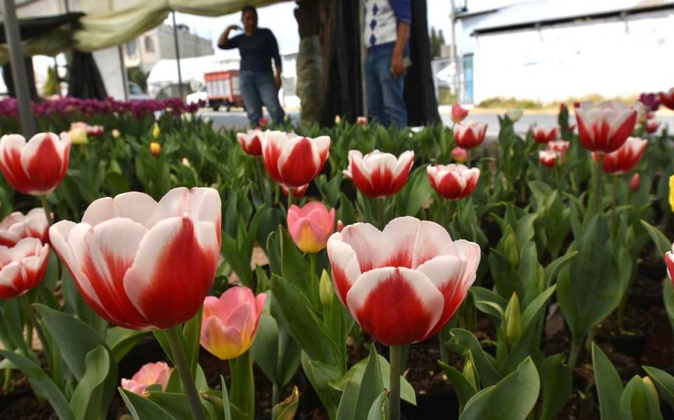 Tulipanes, la flor más buscada para enamorados en Atlacomulco - El Sol de  Toluca | Noticias Locales, Policiacas, sobre México, Edomex y el Mundo
