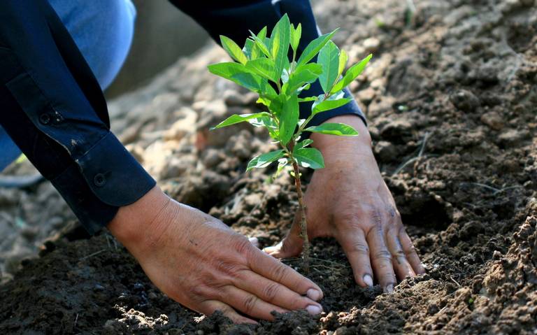 Reforestación, ¿solución al cambio climático? - El Sol de Toluca | Noticias  Locales, Policiacas, sobre México, Edomex y el Mundo