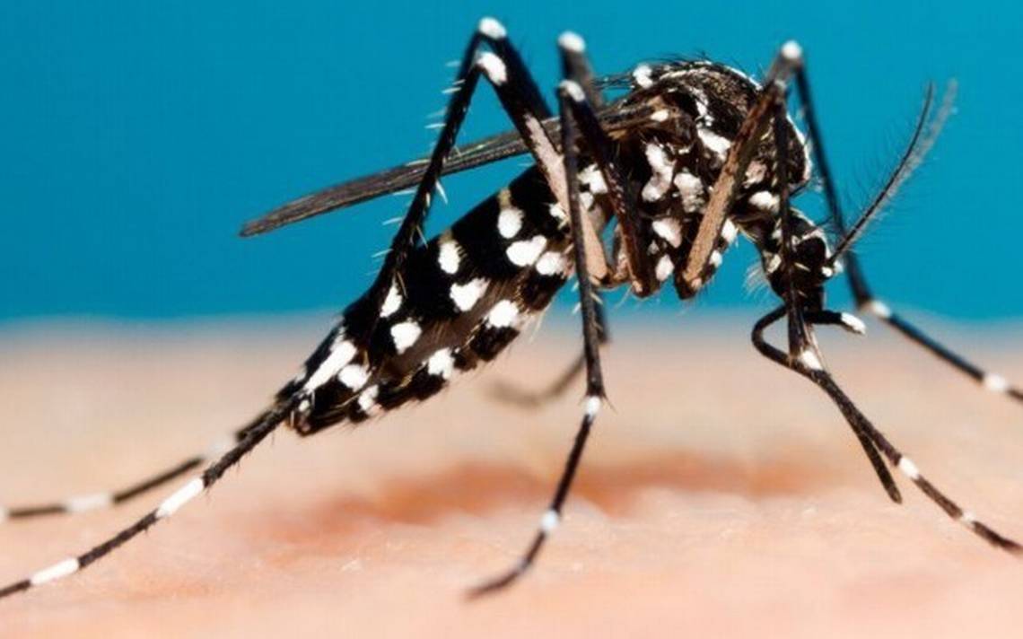Mosquitos transmisores de Dengue ¿Cómo identificarlos? - El Sol de ...