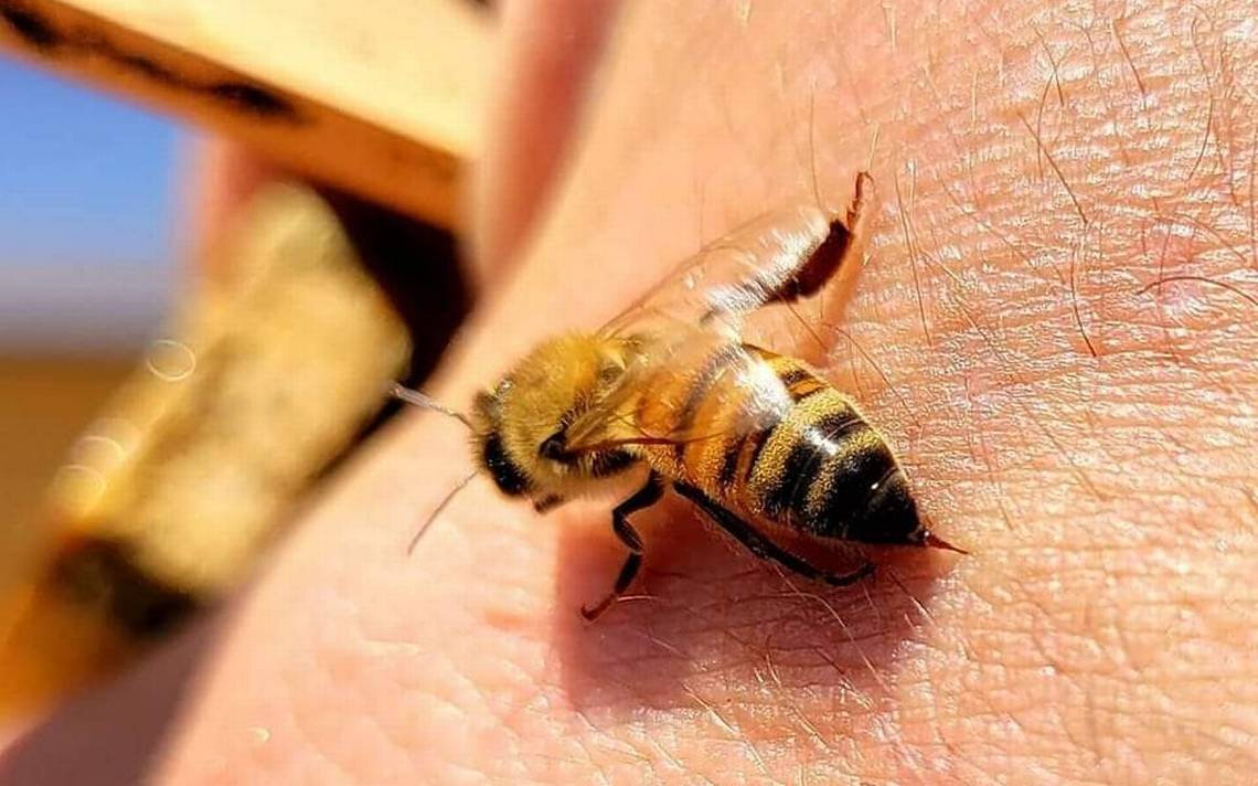 Preguntar Llanura Sofocar JuntosCrecemos | Tratar enfermedades con el aguijón de las abejas - El Sol  de Toluca | Noticias Locales, Policiacas, sobre México, Edomex y el Mundo