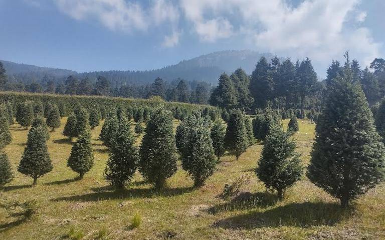 Inicia la venta de árboles de Navidad en la zona de los volcanes - El Sol  de Toluca | Noticias Locales, Policiacas, sobre México, Edomex y el Mundo