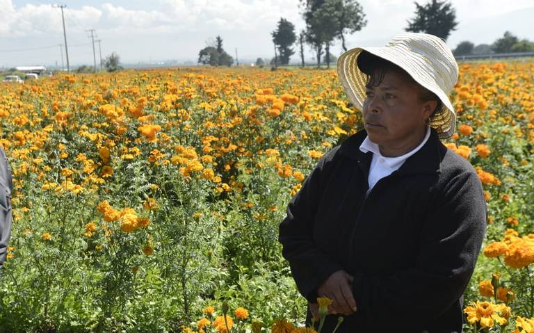 Llevaron a cabo corte de flor de temporada para venta del Día de Muertos -  El Sol de Toluca | Noticias Locales, Policiacas, sobre México, Edomex y el  Mundo